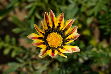 Yellow and red Gazania daisy in a field.