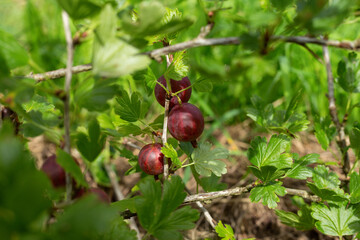 A branch of red gooseberry. Horizontal orientation.