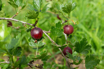 A branch of dark red gooseberry in a sunny day. Horizontal orientation.