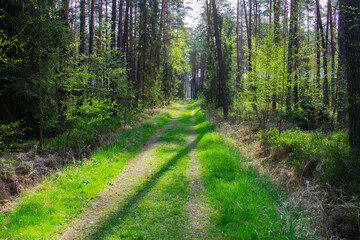 Fototapeta premium Footpath / way / path in the wild sunny forest / woods. Perspective view of the pathway with thres and bushes shadows. Blue sunny sky at the end