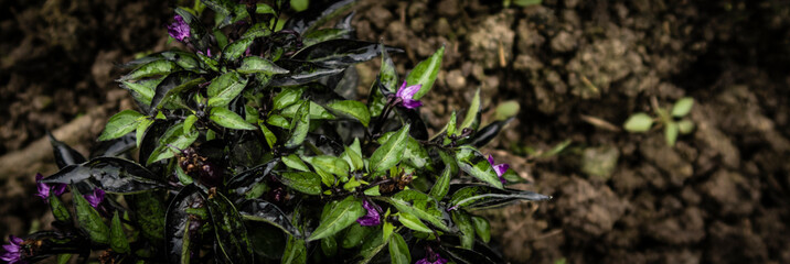 rain drops on the grass