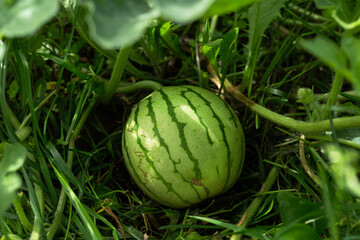 Immature water melon in the grass. Horizontal orientation.