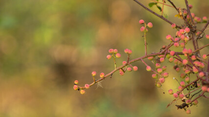wild red berries on a branch, blurred background