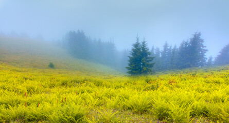 Obraz na płótnie Canvas Pokut Plateau with misty mountain - Rize, Turkey