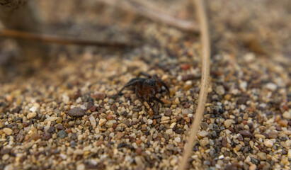 little cute spider on the sand in the shade