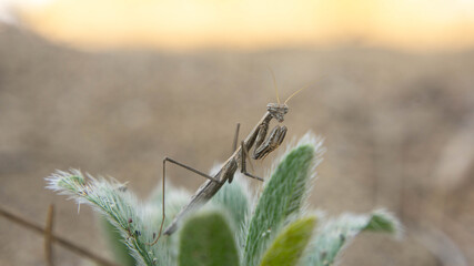praying mantis looking for food in the desert