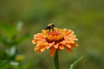 Bumblebee on the top of an orange zinnia flower.