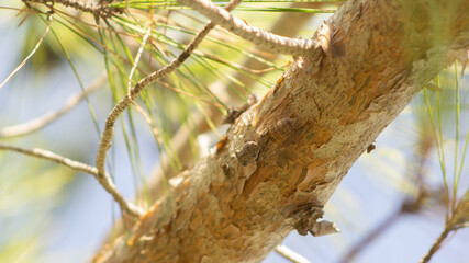 cicada sitting on a tree, summer day