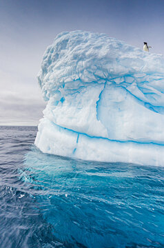 Single adele penguin stands on top of large iceberg near Antarctica
