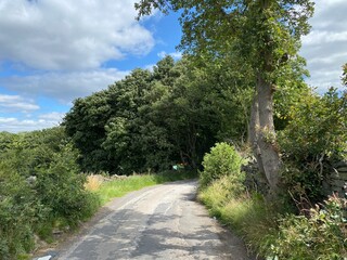 A country lane near, with grass, wild plants, and old trees near, Mirfield, UK