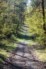 Footpath / way / path in the wild sunny forest / woods. 
Perspective view of the pathway with thres and bushes shadows. Blue sunny sky at the end