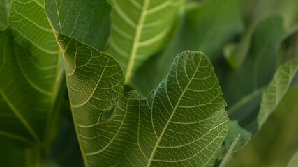 green fig tree leaves with beautiful texture