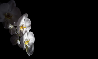 Fototapeta na wymiar Large lovely white orchids on a black background. Copy space, stylish minimalistic image for postcard banner.