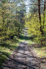Footpath / way / path in the wild sunny forest / woods. 
Perspective view of the pathway with thres and bushes shadows. Blue sunny sky at the end