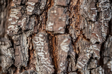 Tree Trunk Bark