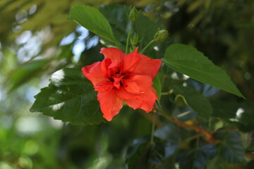 red hibiscus flower in garden