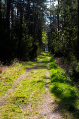 Fototapeta na wymiar Footpath / way / path in the wild sunny forest / woods. Perspective view of the pathway with thres and bushes shadows. Blue sunny sky at the end