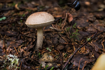 Picking up edible mushrooms in the forest. Birch mushroom or brown cap growing in the forest. Mushroom under an autumn leaf. Yellow leaves and mushrooms. Basket of edible mushrooms