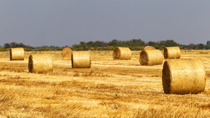 Fototapeta na wymiar haystacks straw left after harvesting wheat, shallow depth of field