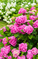 Flowers blossom on sunny day. Flowering hortensia plant. Pink and white Hydrangea macrophylla blooming in spring and summer in a garden.