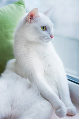Fototapeta na wymiar white cat with yellow eyes near the window with a resting pose.