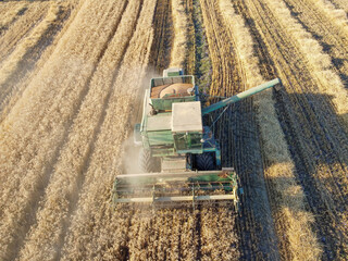 A combine harvester harvests wheat or barley in a field.