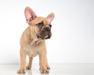 Portrait of a french bulldog puppy on a white background.