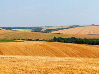 Obraz premium mown field on a bright autumn day. Collect grain harvest. Farming, idyll landscape background