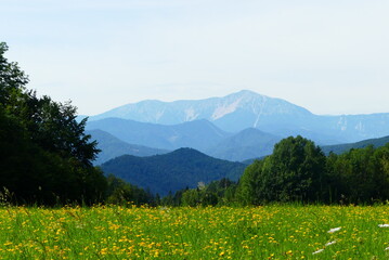 Fototapeta premium Bergwiese mit Blick auf den Schneeberg