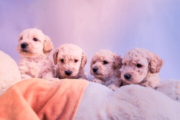 Four mini toy poodles playing with dog stuffed