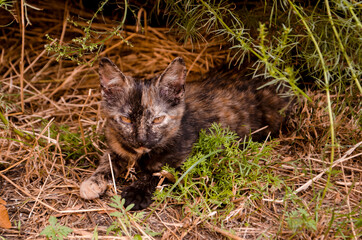 Black homeless kitten laying on the ground. Stray cat outdoor. Adopt pets, don't shop.