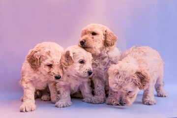Four mini toy poodles playing