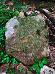 moss covered rocks
