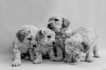 Four mini toy poodles playing