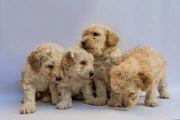 Four mini toy poodles playing