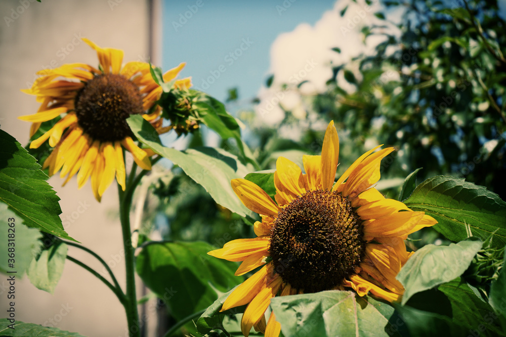 Wall mural two sunflowers close up with the sky in the background