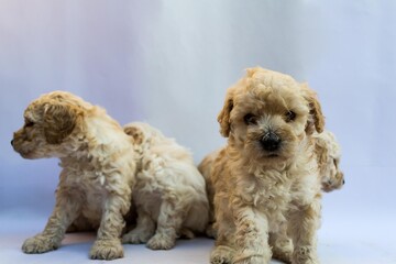 Four puppies poodles playing