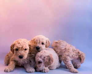 Four puppies poodles playing