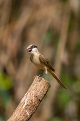 Brown Shirke basking in sun and waiting for insects to feed on. Image taken from the forest of Kerala State in India.
