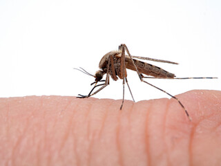 P1010190 Coastal mosquito, Aedes dorsalis, biting a man's finger, Boundary Bay saltmarsh, Delta, British Columbia, Canada cECP 2020