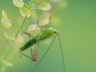 P1010011 drumming katydid, Meconema thalassinum, hanging underneath a salt marsh plant in Boundary Bay, Delta, British Columbia, Canada cECP 2020