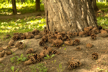 tree stem surrounded by many strobiles