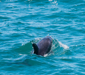 Dolphin in Bay of Islands, New Zealand