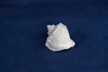 Rapana shell on a dark background. The shell of Rapana. Marine design. Sea, shells.