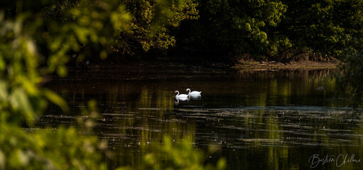 Naklejka na ściany i meble White swan on the river