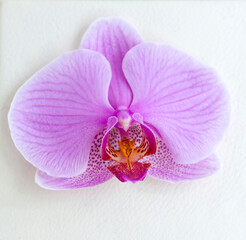 Purple Orchid flower close-up. Bright flower on a light background.