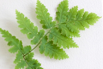 Green fern leaf on a white background. Macro shooting of a sheet.