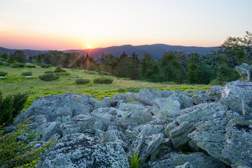 Landscape, sunny dawn in a field