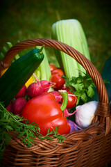 Wicker basket with fresh natural vegetables on a background of green lawn. Selective focus