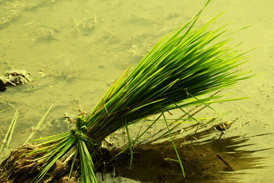 Crop